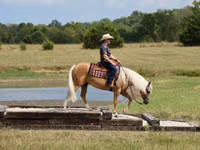 公马, Quarter Horse — 照片 3