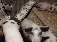 Vier, Porci — foto 7