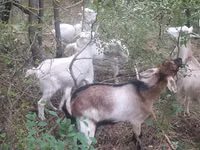 Capră, Nubian Goat — foto 4