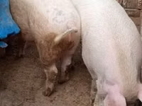 Schweine (Partie, Geschlecht nicht angegeben), Schweine — Foto 6