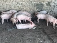 خنزير ذكر, الخنازير — الصورة 2