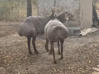 Oaie, Arashan sheep — foto 5