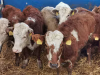 Bovine (lot, sex nespecificat), Simmental cattle — foto 5