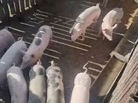 Porci (lot, sex nespecificat), Porci — foto 2