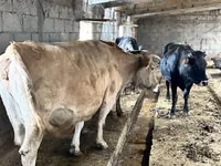 Kuh, Simmental cattle — Foto 3