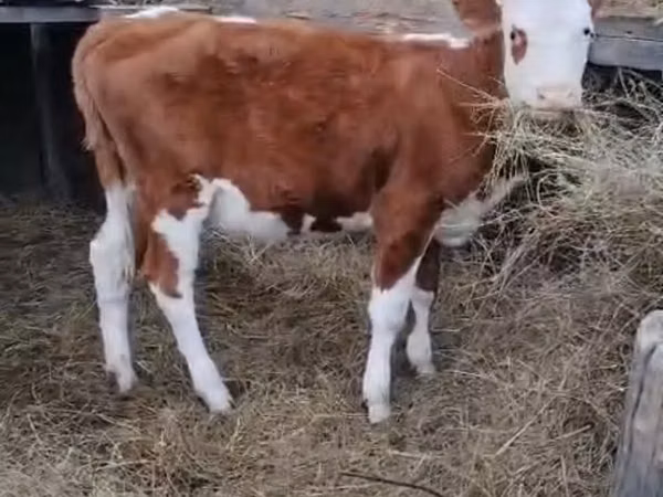 بقرة, Simmental cattle