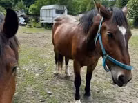 Jument, Međimurje horse — photo 2
