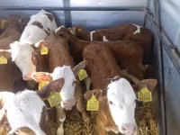 Bulle, Simmental cattle — Foto 5