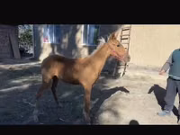 Caballo, Caballos — foto 2