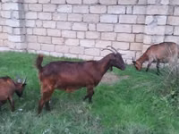 Chèvre, Alpine goat — photo 4