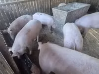 母猪, Pigs — 照片 3