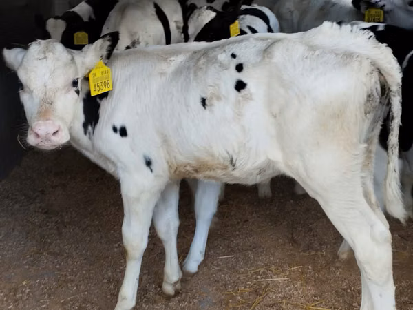 İribuynuzlu mal-qara (partiya, cinsi göstərilməyib), Russian Black pied cattle