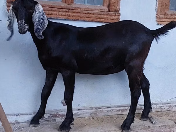 Cabra, Nubian Goat — Moldávia