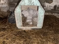 Taxta it evi - Material: qalın taxta karkas, üstü ikiqat yamaclı dam — Foto 1