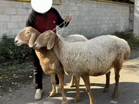 نعجة, Arashan sheep — الصورة 1