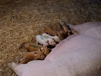 Scroafă, Porci — foto 2