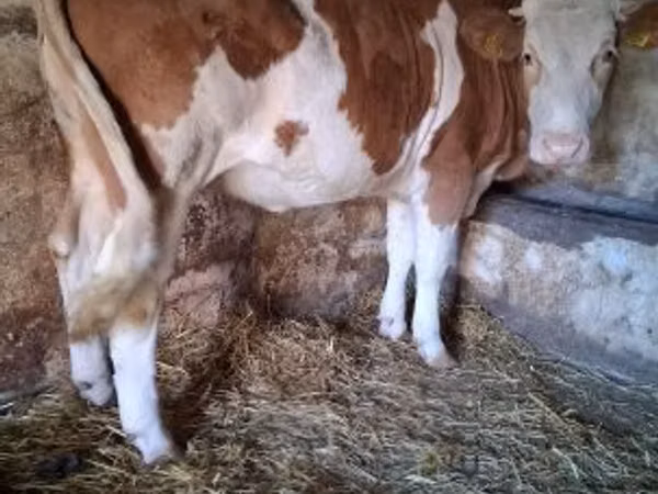 गाय, Simmental cattle