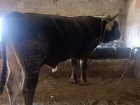 Toro, Ganado vacuno — foto 1