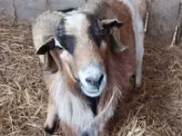 公山羊, Goats — 照片 1