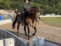 Cal, Rocky Mountain Horse — foto 4