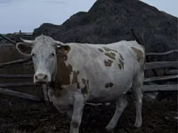 بقرة, Simmental cattle — الصورة 2