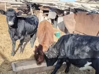 Cattle (batch, sex not specified), Cattle — photo 1