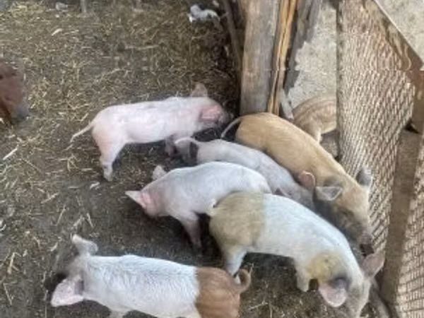 मादा सूअर, सूअर