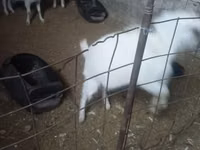 Cabra, Alpine goat — foto 2