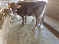 بقرة, Russian Black pied cattle — الصورة 1