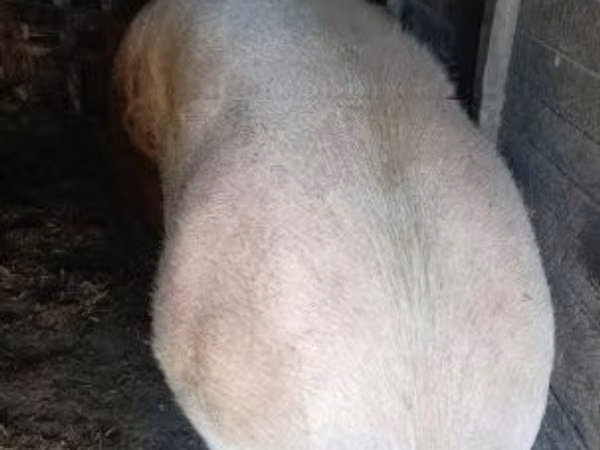 母猪, Pigs