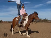 公马, Pinto horses — 照片 6