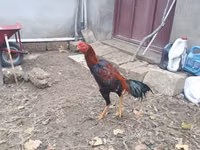 Chickens — foto 8