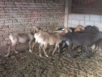 भेड़, Tian-Shan semifinewool sheep — फ़ोटो 1