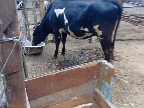 Vache, Race Holstein