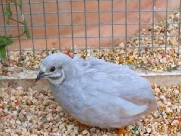 King Quail