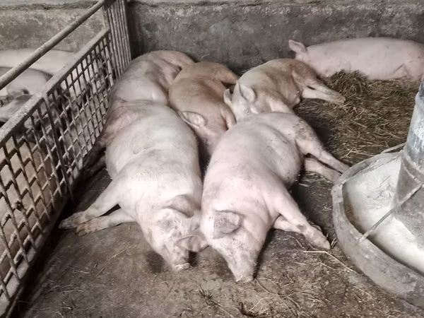 Vier, Porci — Republica Moldova
