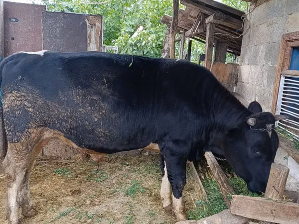 Bulle, Rinder — Republik Moldau