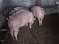 मादा सूअर, सूअर — फ़ोटो 3