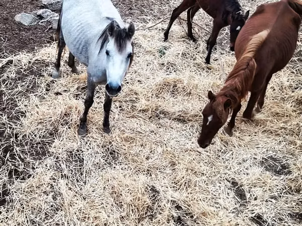 Yegua, Caballos