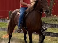 Stute, Rocky Mountain Horse — Foto 1