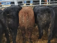 Bou, Aberdeen-Angus — foto 7