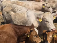 公牛, Limousin cow — 照片 2