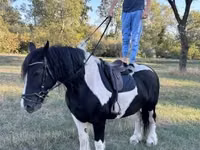 Stute, Gypsy horse — Foto 3