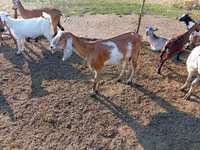 عنزة, Nubian Goat — الصورة 1