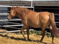 Caballo, Mugalzhar horse — foto 4