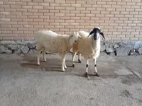 公山羊, Goats — 照片 2