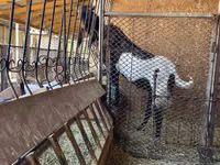 Capră, Kamori goats — foto 3