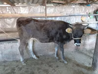 بقرة, Russian Black pied cattle — الصورة 2