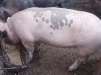 Scroafă, Porci — foto 1