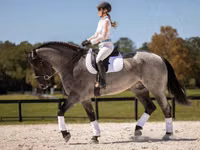 公马, Percheron — 照片 5